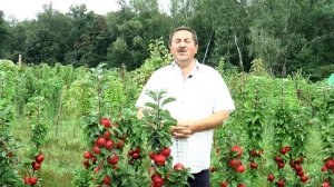 Колонновидные груши, сливы и абрикосы. Миф или реальность?