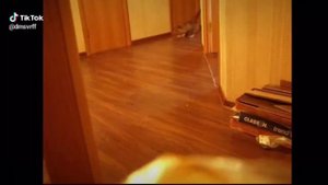 Дрифт котов под фонк |DRIFT|