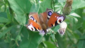 Бабочка. Павлиний глаз.( Aglais io )