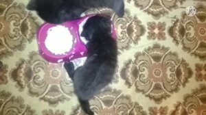 Первый прикорм котятам/Месячные котята едят молочную кашку и влажный корм для котят