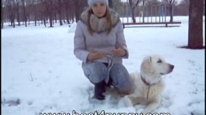Как приучить собаку к ошейнику и поводку