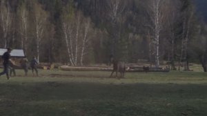 Вот это бросок лассо!!! Ковбои нервно курят в стороне!