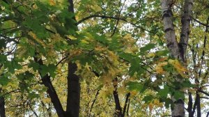 Лес деревья листья осень Футаж