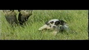 Ловля перепела