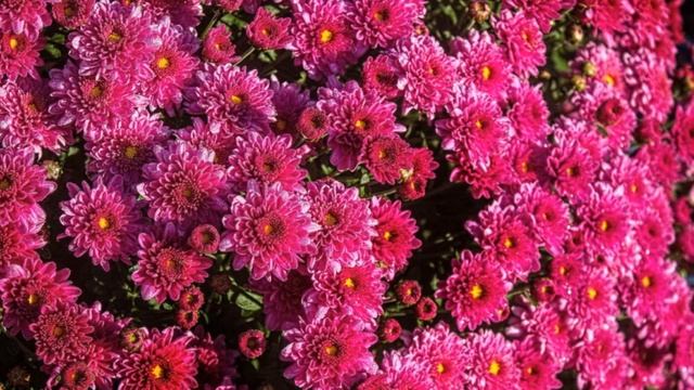 КРАСОТА ОСЕННИХ ХРИЗАНТЕМ смотреть онлайн