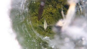 Атака щуки подо льдом. Щука атакует малька.