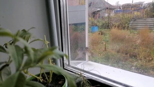 Воробей дерется с собственным отражением смотреть онлайн