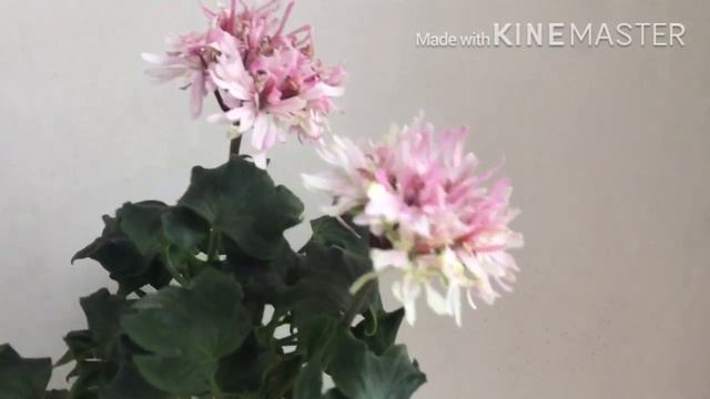 Мои комнатные растения / Пеларгонии, стрептокарпусы и Фиалка. 15 марта 2020 смотреть онлайн