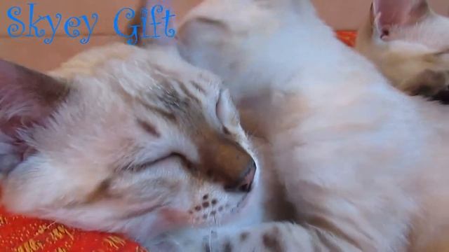 бенгальская кошка, бенгальский котенок, продажа бенгалы с документами