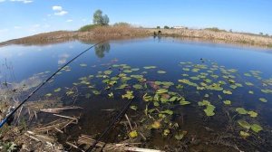 Ловля карася на болоте. Поймал вьюна. Рыбалка на удочку в мае