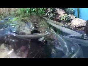 #Аквариум для илистых прыгунов