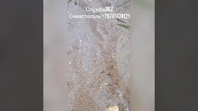 Крымская сколопендра смотреть онлайн