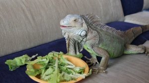 Игуана в домашних условиях - питание