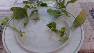 Черенкование петунии. Результат укоренения.