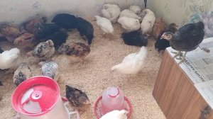 Помогите спасти цыплят, Цыплята заболели