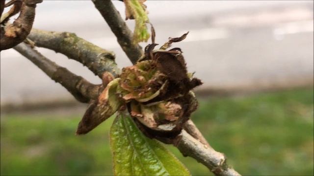 Persian ironwood (Parrotia persica) - old flowers close up - April 2018 смотреть онлайн