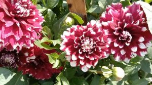 3 удобрения для ГЕОРГИНОВ для пышного красивого цветения и чтобы цветы долго не засыхали