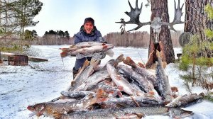 ЭТО НЕ СОН??? ЩУКИ СОШЛИ С УМА! В БОЛОТЕ КУЧА РЫБЫ!/ crazy fish! THERE IS A LOT OF FISH IN THE SWAMP