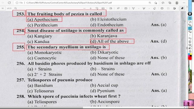 The secondary myellium in ustilago is