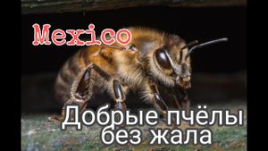 Добрые пчёлы Майя! Мелипоны - пчёлы без жала. Мексика, ноябрь 2021 года. Коба.