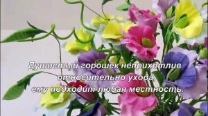 Цветы без рассады.Многолетние цветы.  Однолетники.