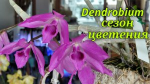 Dendrobium. Сезон цветения. 2 часть.2023г.