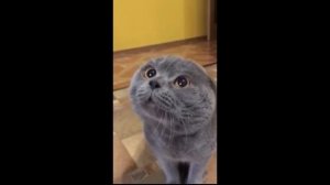КОТ РАЗГОВАРИВАЕТ!!!