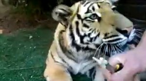 тигру удаляют молочной зуб #тигры #тигр #тигрята #тигрица #животные #животный_мир #вмиреживотных