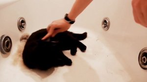 Как вычесывать кошек