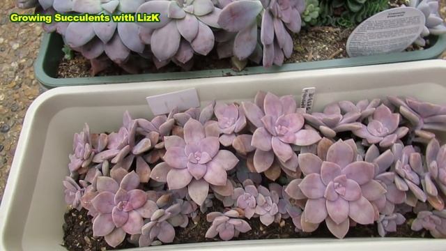 FAST GROWING SUCCULENT Graptopetalum Superbum | GSwLK смотреть онлайн