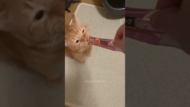 Котики