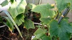 Сделайте так: тогда Томаты и Огурцы можно выращивать вместе в теплице