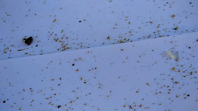 Дачное пчеловодство#Санкт-Петербурге#мëд #сезон2021 смотреть онлайн