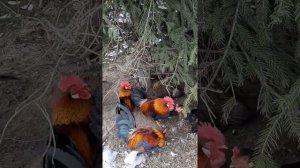 Декоративные петушки и курочки на территории санатория