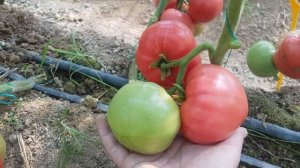 Мощные розовые томаты TOM 02285 F1 и TOM 02286 F1 (27-05-2018)