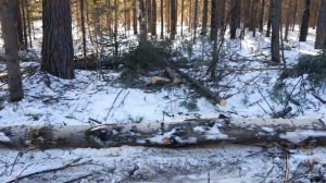 т 40 ам в лесу