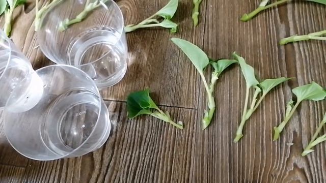 Черенкование вечноцветущей бегонии???ВСЁ-ТАКИ ВОДА ПОБЕДИЛА???