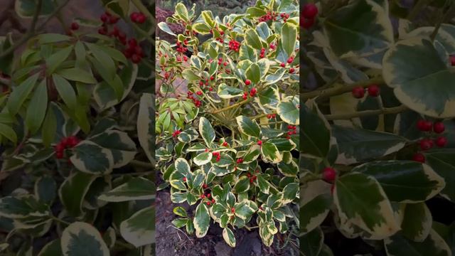 Падуб остролистный вариегатный 🍀Ilex aquifolium в дизайне сада 🍀