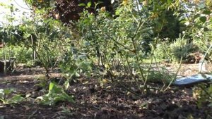 Подготовка роз к зиме  Обрезка. укладка в Сибирском саду