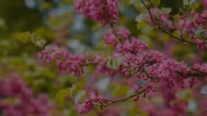 Красивое чтение 67 суры «аль-Мульк». Чтец Исмаил Нури.