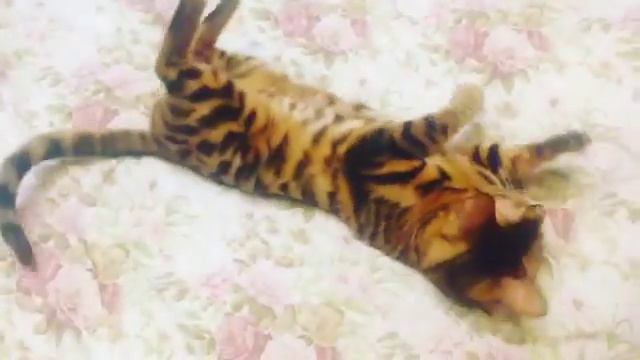 Рысь бенгальская кошка смотреть онлайн