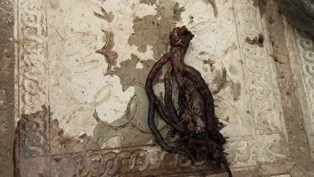 Хочу спасти розу! Прошу помочь советом!!! смотреть онлайн