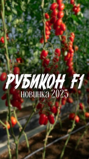 273. Новинка 2025 года - томат Рубикон - 1