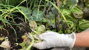 Салаты на грядке и как продлить жизнь салату.