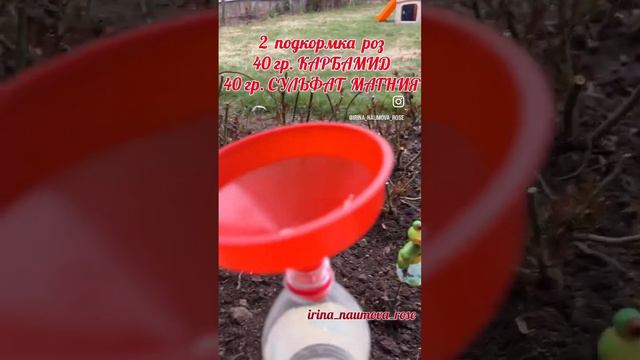 2.Вторая подкормка роз. #розыицветыиринанаумова#орозахза1минутуиринанаумова#розывсаду#садовыерозы