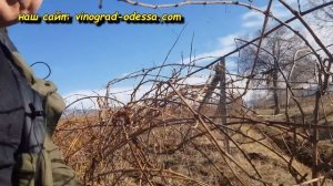 БЕЗ ШПАЛЕРНАЯ ФОРМИРОВКА ВИНОГРАДА -УЗБЕКИСТАН.100000 САЖЕНЦЕВ С 1 КУСТА. РОЗЫГРЫШ ВИНОГРАД ТАЛДУН.