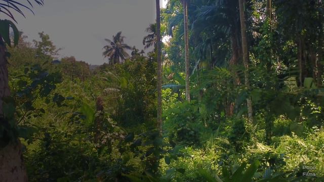 • Tanah Hilir KG BUKIT BERTAM • Batu Kurau • Perak • смотреть онлайн