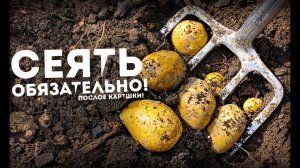 Срочно посейте этот сидерат после картошки! Земля отдыхает в 3 раза быстрее и сорняки пропадут!