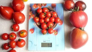 СТОИТ ЛИ САЖАТЬ ТОМАТ ЧЕРРИ ПОКУСА?