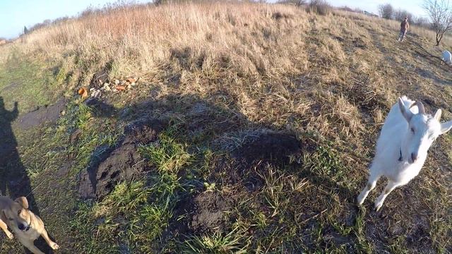 Новый год с козами// сделали себе бунгало) смотреть онлайн